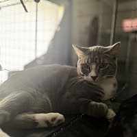 adopt a pet