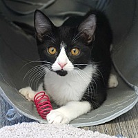 adopt a pet