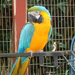 Thumbnail photo of Keisha Blue & Gold Macaw #2