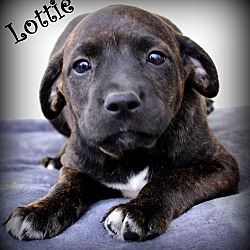 Thumbnail photo of Lottie~adopted! #1