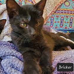 Photo of Bricker 3478