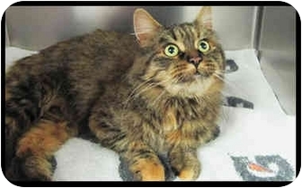 Montreal Qc Norwegian Forest Cat Meet Astrid A Pet For Adoption Montreal Qc Norwegian Forest Cat Meet Astrid A Pet For Adoption