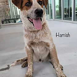 Thumbnail photo of Hamish #4