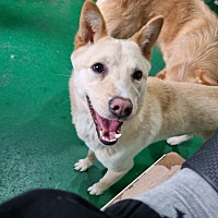 adopt-pet
