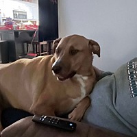adopt a pet