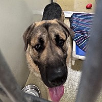 adopt a pet