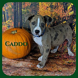 Photo of Caddo