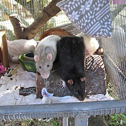 Thumbnail photo of Oh Rats!! :o) #1