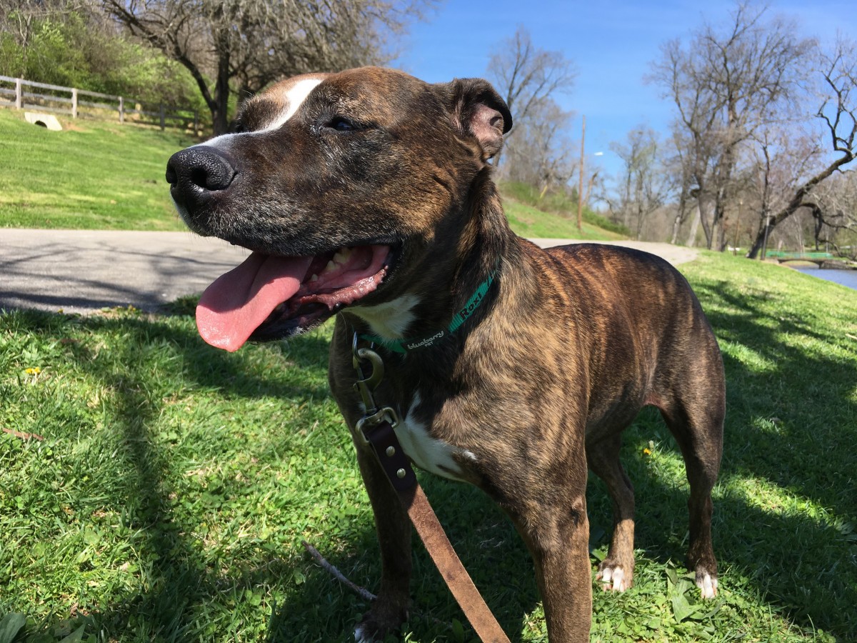 Adopt Roxi a Brindle Boxer / American Pit Bull Terrier dog