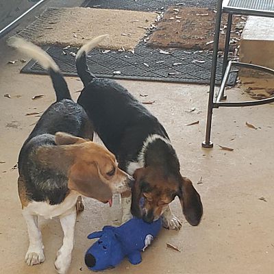 Wilmington, NC - Beagle. Meet Maize and Maggie a Pet for Adoption ...