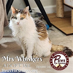 Photo of Mrs Whiskers