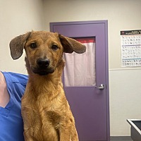 adopt a pet