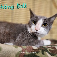 adopt a pet