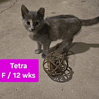 adopt a pet