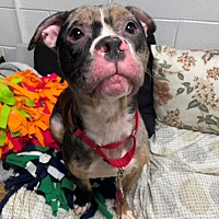 adopt a pet