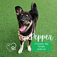 adopt-pet