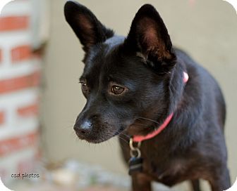 Baton Rouge La Schipperke Meet Serena A Pet For Adoption