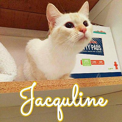 Cleveland Oh Colorpoint Shorthair Meet Jaquline A Pet For Adoption