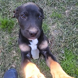 Thumbnail photo of Bosco~adopted! #1