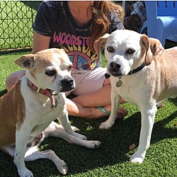 Photo of Chubbs and Gigi