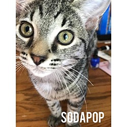 Photo of Sodapop