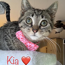Thumbnail photo of Kia #1