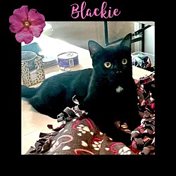 Photo of Blackie