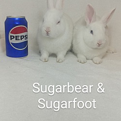 Thumbnail photo of Sugarbear & Sugarfoot #1