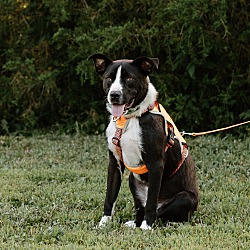 Thumbnail photo of Rover (Foster-To-Adopt) #3