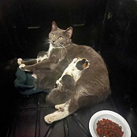 adopt a pet