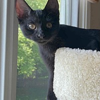 adopt-pet