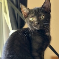 adopt-pet