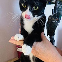 adopt a pet