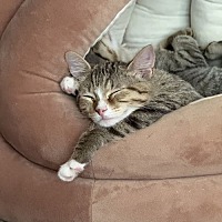 adopt-pet