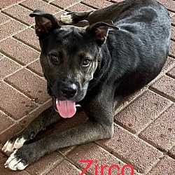 Thumbnail photo of Zirco #2