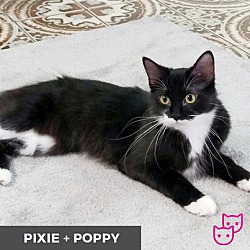 Photo of Pixie (bonded with Poppy)