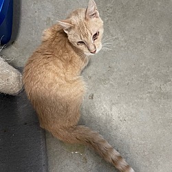 Thumbnail photo of Tazz #2