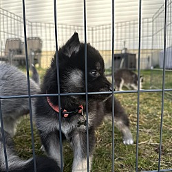 Thumbnail photo of The Spice Girls 5 Husky babies #2