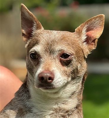 Locust Fork, AL - Dachshund. Meet Eli LOWER FEE!! a Pet for Adoption ...