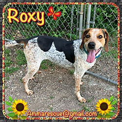 Photo of Roxy