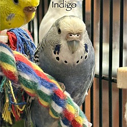 Thumbnail photo of Indigo #1