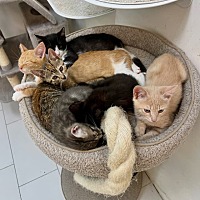 adopt a pet