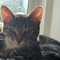 adopt-pet