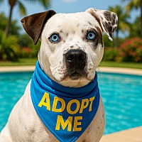 adopt a pet