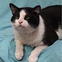 adopt-pet