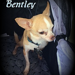 Thumbnail photo of Bentley #2