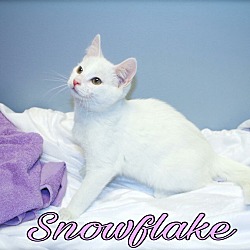 Thumbnail photo of Snowflake #2