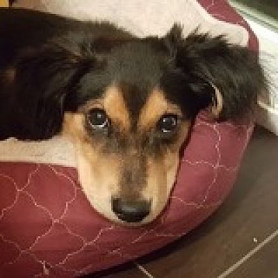 Houston Tx Dachshund Meet Marci Mcintosh A Pet For Adoption