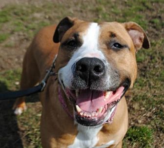 Spring Lake, NJ - Boxer/Staffordshire Bull Terrier Mix. Meet Zena a Dog