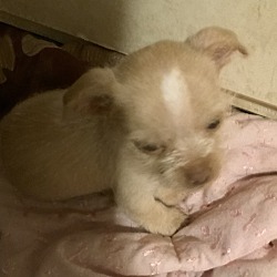 Photo of Sweet Angel, tiny puppy girl